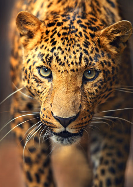 Постер арт 07-383 Леопард (50*70) MODA INTERIO