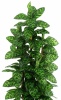 Маранта Карата 125 см, 12480